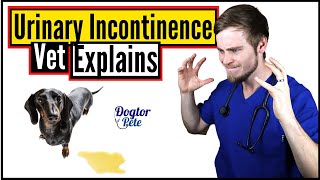 How To STOP Your Dog From Leaking Urine  Vet Explains [upl. by Fari148]