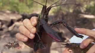 Cherubin  Redclaw Fishing Secret ► All 4 Adventure TV [upl. by Lonny808]