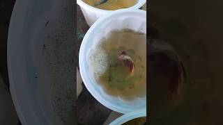 Betta Fish Breeding Tips🤯bettafish bettabreeding viralshorts viral ytshorts shorts [upl. by Elum]