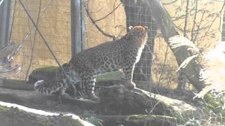 Feeding Siberian Tiger Jegor  Chinese Leopard Julius  Tierpark Hellabrunn [upl. by Pratt906]