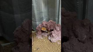 【爬虫類】今日はレオパ達に餌やり🦎爬虫類 reptiles レオパ飼育 エリアトラウト 釣り [upl. by Poucher851]