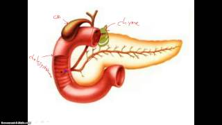 Digestion in Duodenum [upl. by Harp]