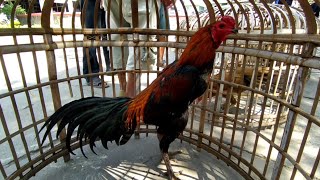 Pergi Ke Pasar Ayam Bangkok Jatinom Klaten Wido 250K [upl. by Conley]