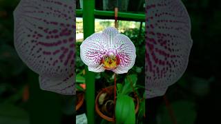 Moth Orchid garden orchid [upl. by Ssirk178]