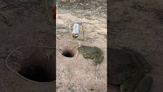 Survival Skills SIMPLE and USEFUL withfrogs Trap New techniques bushcraft camping outdoors [upl. by Lyrehs]