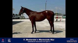 CTHSON 2024  Hip 71  F Modernist x Marwoods War [upl. by Spragens]