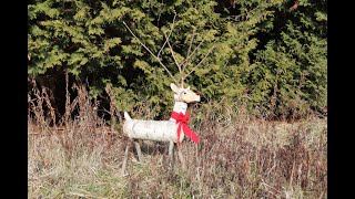 Adoring log reindeer made from scratch Bonus elf caught on camera [upl. by Maryann]