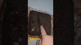 Without oven brownie recipe [upl. by Notnil104]