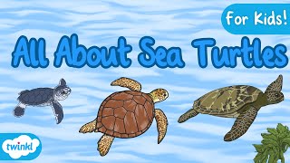 All About Sea Turtles for Kids  The Life Cycle of a Sea Turtle  Sea Turtle Facts [upl. by Caprice]