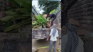 Criminal lily plant loading gajraulanursery wholesalenursery allplants nurseryplants plants [upl. by Eseenaj]