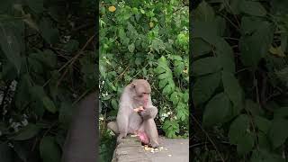 monkey action movie shorts ytshorts comedy trendingshorts facts subscribers [upl. by Charlotte]