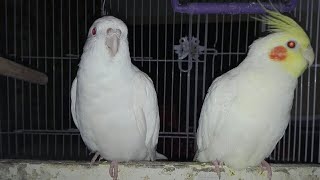 White and Yellow Cockatiel talk with each other 2020 [upl. by Cimah77]