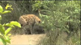 Feb 15 WildEarth Safari AM Drive Hyena Den [upl. by Jar]