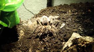 Grammostola pulchripes  To take or not to take [upl. by Asiralc]