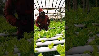 Hydroponic System Is a Future Farming shortvideo shorts short hydroponics [upl. by Menashem]