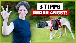 ÄNGSTLICHER Hund 3 Tipps für JEDE Situation [upl. by Kenward]