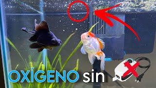 Asi se Oxigena un ACUARIO correctamente 😮  como oxigenar tu acuario sin bomba de oxígeno [upl. by Tiffanie697]