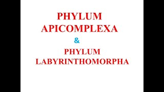 Phylum Apicomplexa and Phylum Labrynthomorpha [upl. by Bell]