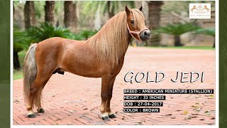 Gold Jedi – A 2017born brown colored well groomed American Miniature Stallion [upl. by Supmart]