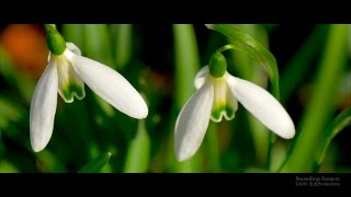 4K Snowdrop Galanthus Schneeglöckchen スノードロップ SWITZERLAND [upl. by Halian]