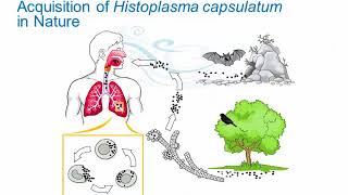 Dimorphic Fungi Histoplasmosis Hot Topic [upl. by Drislane]