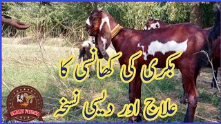 Bakri ki khansi ka ilaj dasi nuskha  بکری کی کھانسی کا علاج اور دیسی نسخہ Beetal Goat Farming [upl. by Thorvald]