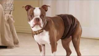 Dog Incontinence and Accidents Drs Foster and Smith Male NoLeak Wraps  DrsFosterSmithcom [upl. by Remlap]