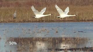 Trumpeter Swan in Slow Motion [upl. by Vesta]