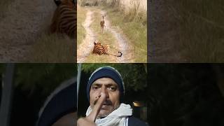 Tiger Attack FawnDeer Cubs please subscribe my YouTube cats animal tiger viral ranthambor [upl. by Nnyllatsyrc]