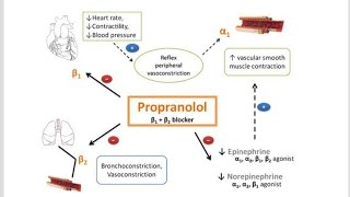 Pharmacology of Propranolol Mechanism of action therapeutic uses and Adverse effects [upl. by Dnomse192]