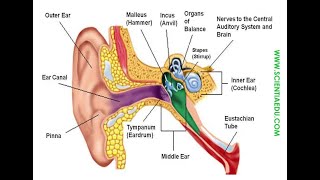 Human Ear Structure Hearing and equilibrium [upl. by Auohs]