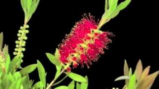 Callistemon [upl. by Xonnel147]