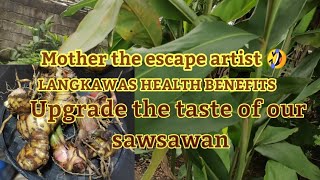 Mother the escape artist LANGKAWAS or Galangal Health Benefits [upl. by Eadrahs]