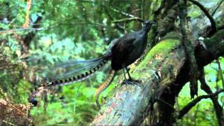 Lyrebird song  Stephen Powell Wildlife Artist [upl. by Esenwahs357]