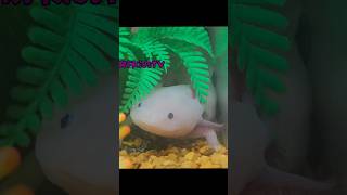 Real Axolotl at Knotts Berry Farm [upl. by Wolenik]