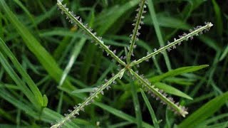 Cynodon dactylon PoaceaeBermuda grass  GARIKA Ganesh plant botanyncertbiologyplants [upl. by Holms5]