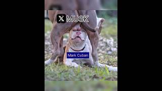 WOW🚀 66M Views  ELON MUSK Demolished Mark Cuban Political FaceOff  Battle of the Billionaires [upl. by Einnod578]