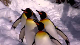 King Penguins Love the Cold and Snow  Cincinnati Zoo [upl. by Caty]