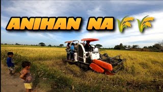 PAHARVEST NG PALAY  WALA NA DIN ANG SITAW [upl. by Illona]