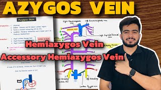 Azygos Vein Anatomy  Hemiazygos Vein  Accessory Hemiazygos Vein [upl. by Aihsei]