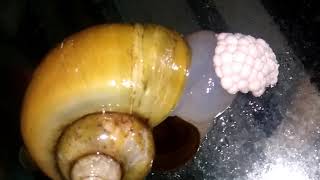 Golden mystery snail laying eggs [upl. by Atterahs]