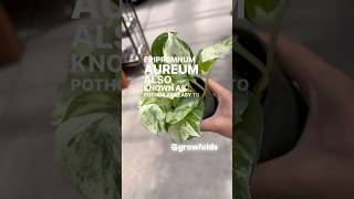 Pothos are the Easiest Houseplants to Grow plants pothos [upl. by Stephenie]