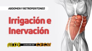 Curso Abdomen y Retroperitoneo  7ma Clase Irrigación e Inervación Abdomen y Retroperitoneo [upl. by Enirual781]