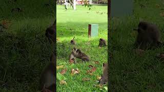 This video will make your whole day 🥹 africa monkeys animals wildlife peace nature [upl. by Devon867]