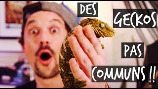 DES GECKOS PAS COMMUNS   TOOPET [upl. by Tonya]