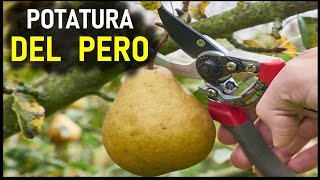 POTATURA DEL PERO [upl. by Ahsienel]