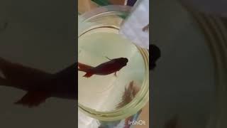 Start Betta breeding processing [upl. by Sherris730]