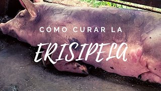 ERISIPELA porcina 🐷  causas síntomas tratamiento recomendaciones 👩🏻‍🌾  Mi Proyecto Porcino [upl. by Inga]