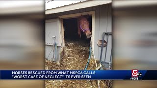 ‘How can somebody do this’ Horses rescued from manure piles in ‘worst ever’ abuse case [upl. by Ticknor]