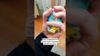 🙄 shorts keşfet muhabbetkuşu budgies parakeet birds kuşlar komik funny cute sevimli [upl. by Loredana302]